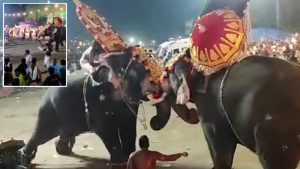 لحظه ترسناک حمله فیل ها به حاضران در یک مراسم مذهبی در هند با ده‌ها زخمی + ویدئو