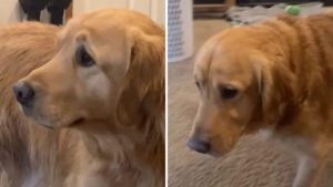 واکنش احساسی این سگ به گرفتن اسباب بازی‌اش دل میلیون‌ها نفر را لرزاند + ویدیو